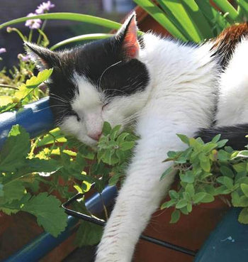 HR1049 Catnip